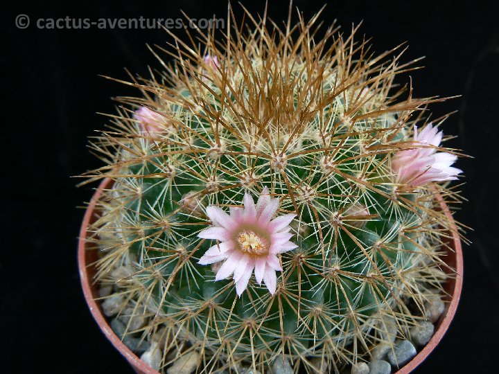 Mammillaria discolor P1180725