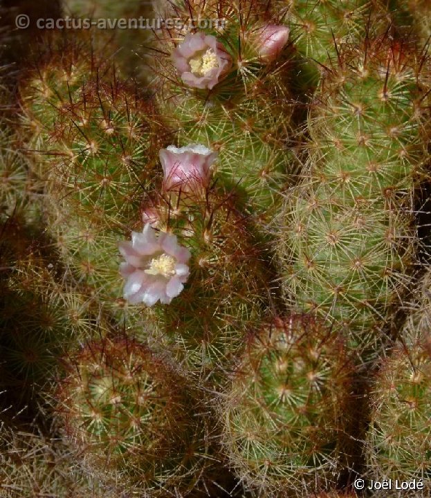 Mammillaria elongata P1060084