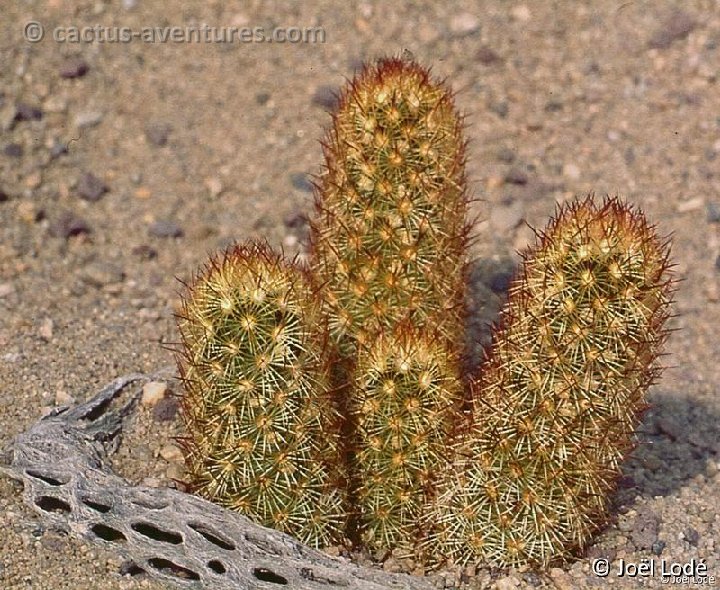 Mammillaria elongata v. rubra -211