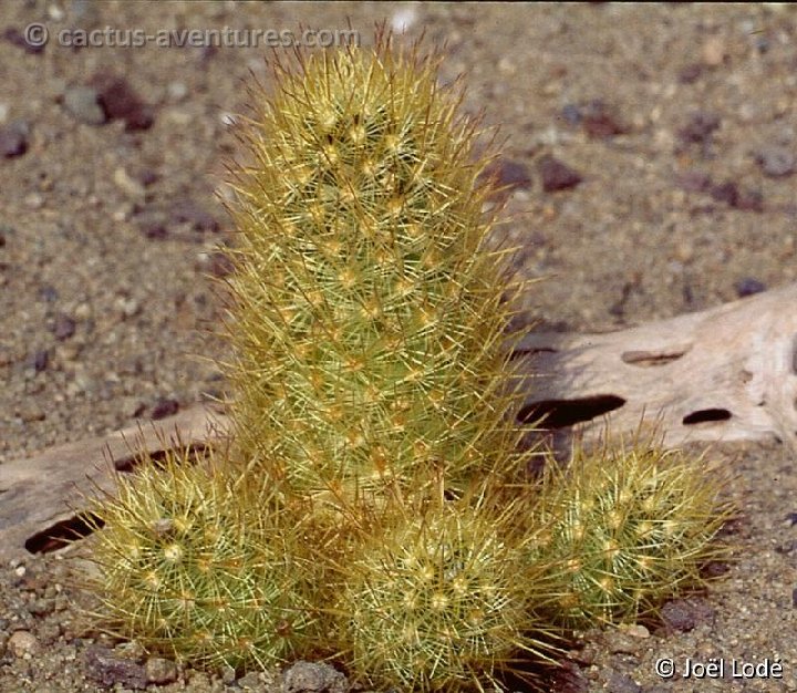 Mammillaria elongata v. stella-aurata -214