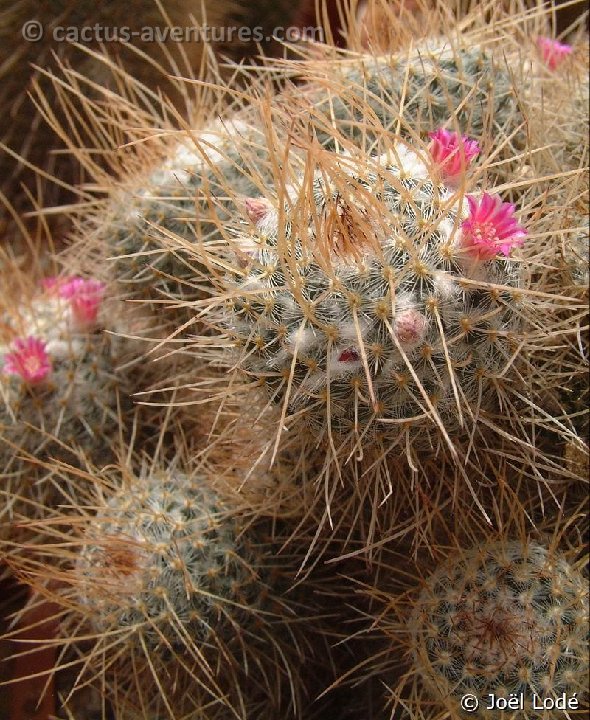 Mammillaria geminispina nobilis Dscf2485