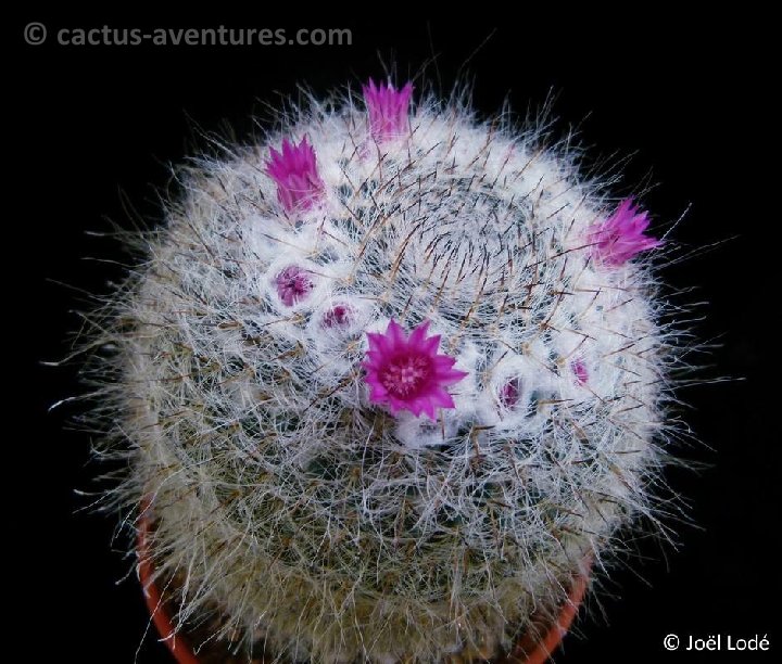 Mammillaria hahniana P1000344