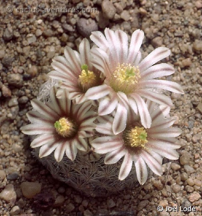 Mammillaria lasiacantha -364