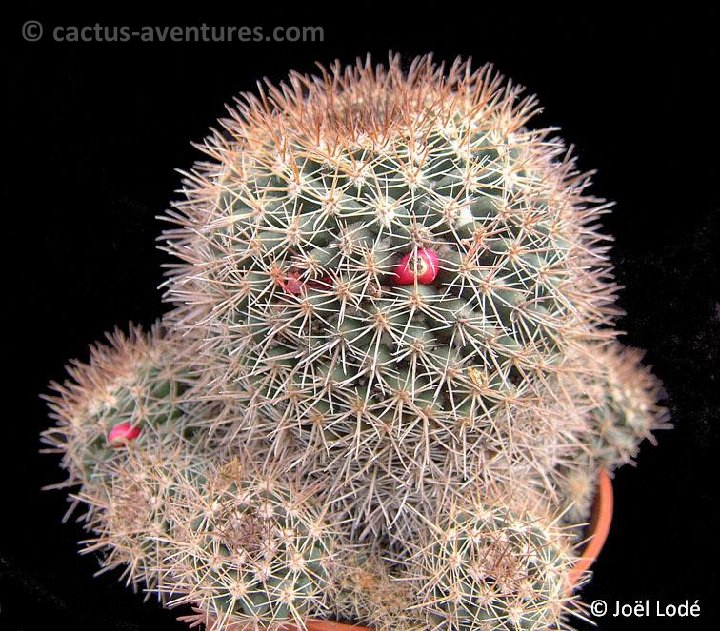 Mammillaria mammillaris JL2814 (Maiquetia, Venezuela)