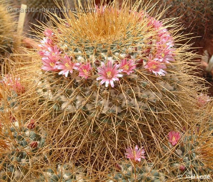 Mammillaria pettersonii Dscf5527