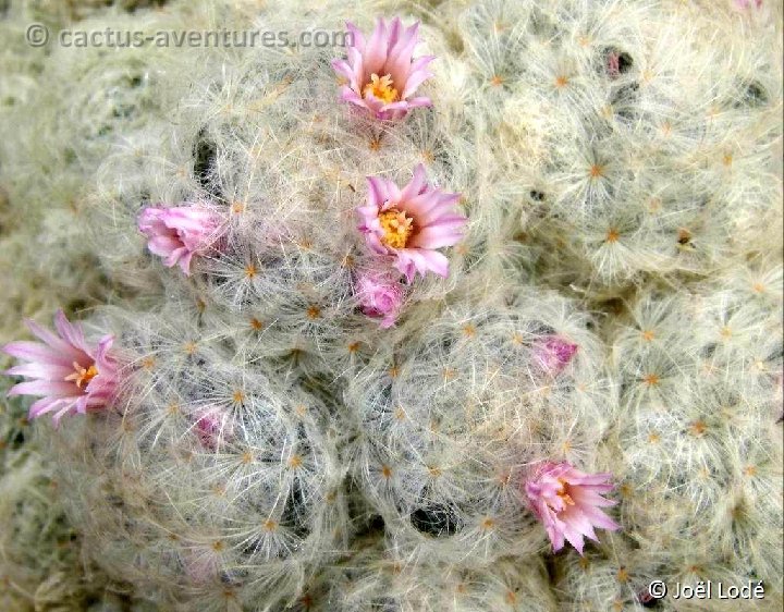 Mammillaria plumosa fl. roses P1000918