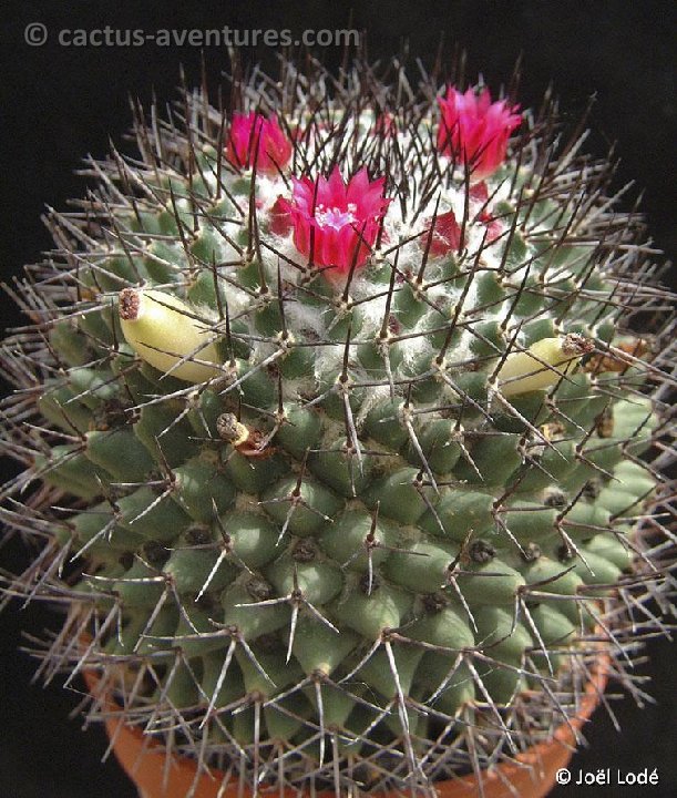 Mammillaria polythele JL2719