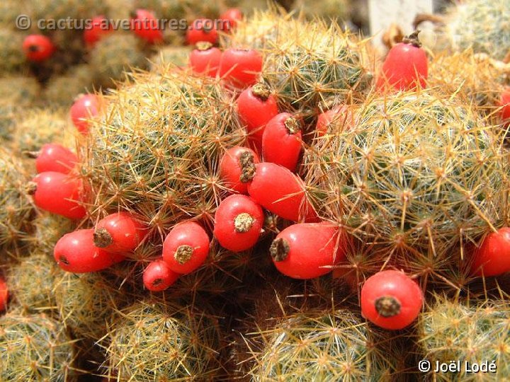 Mammillaria prolifera v. mexicana JLcoll.2911