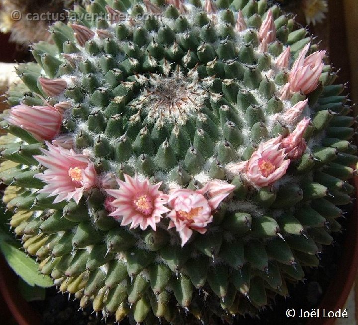 Mammillaria sempervivi Dscf1278