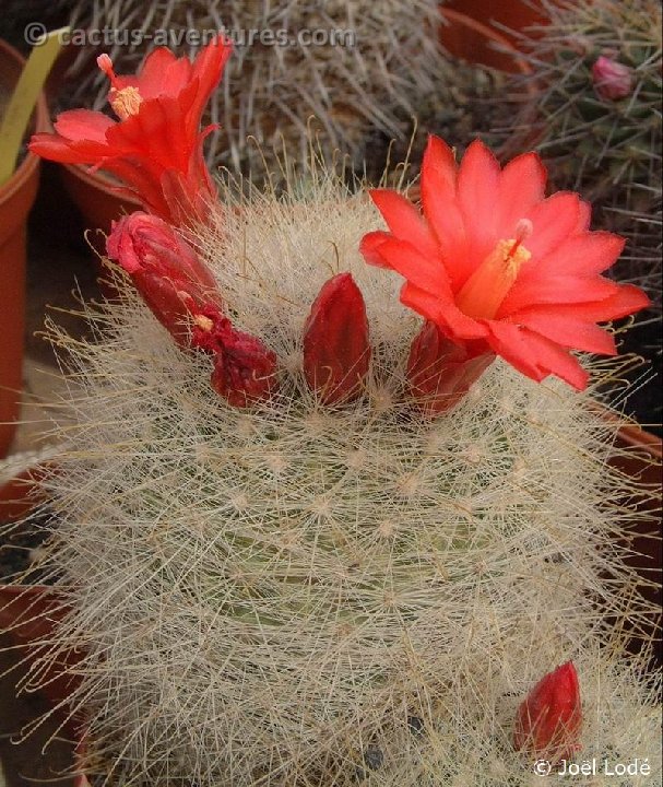 Mammillaria senilis Dscf5127