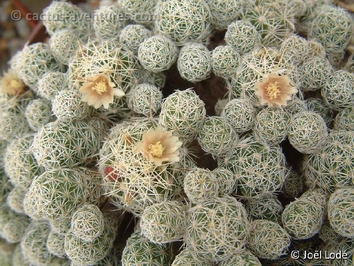 Mammillaria vetula ssp gracilis Dscf8992