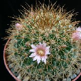 Mammillaria discolor P1180725.JPG