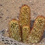 Mammillaria elongata v. rubra -211.jpg