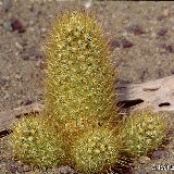 Mammillaria elongata v. stella-aurata -214.jpg