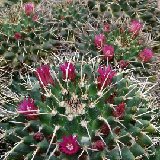 Mammillaria magnimamma P1020642.JPG