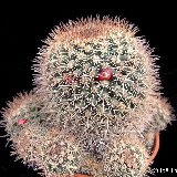 Mammillaria mammillaris JL2814 (Maiquetia, Venezuela).jpg