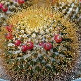 Mammillaria nivosa JL