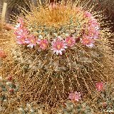 Mammillaria pettersonii Dscf5527.jpg