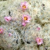 Mammillaria plumosa fl. roses P1000918.jpg