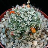 Mammillaria schumannii globosa P1180731.JPG