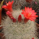 Mammillaria senilis Dscf5127.jpg