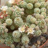 Mammillaria vetula ssp gracilis v. pulchella Dscf8991.jpg