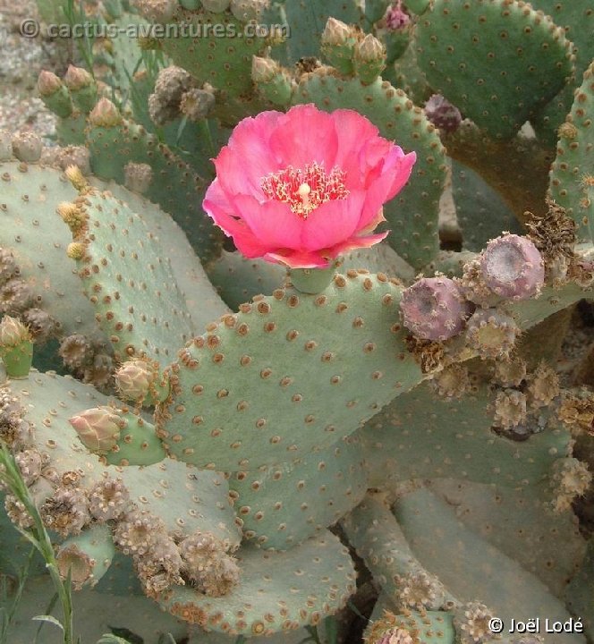 Opuntia basilaris cf. DSCF0611