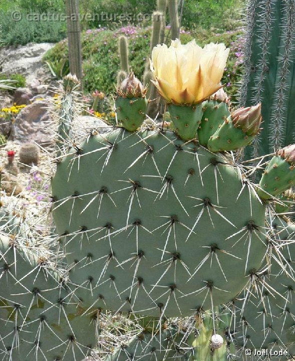 Opuntia engelmannii ©JLcoll.3566