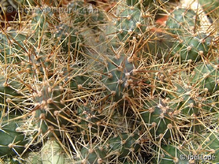 Opuntia fragilis Dscf2121