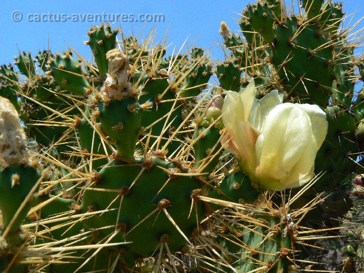 Opuntia infesta PLL PER MCA P1350809