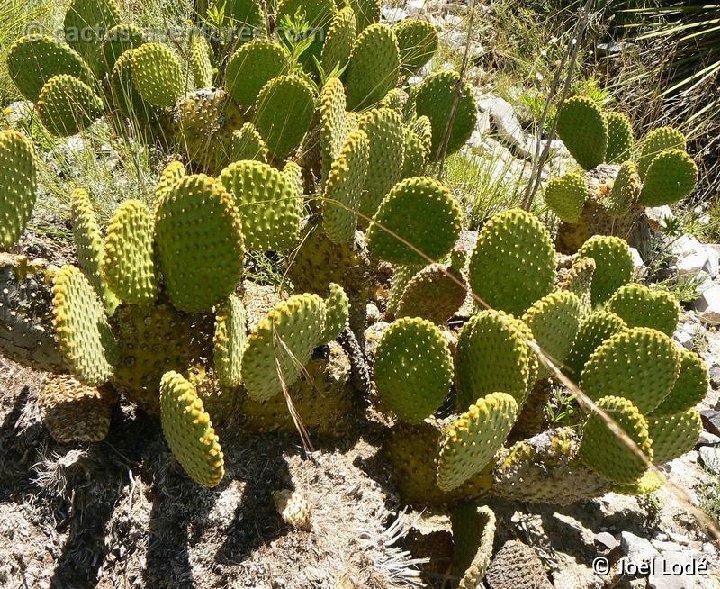 Opuntia microdasys El Tokio NL P1260743