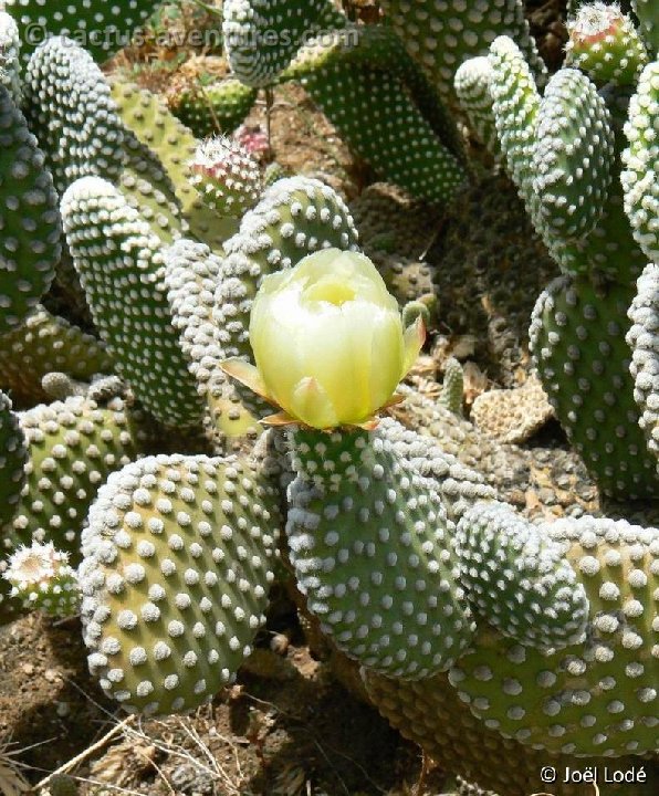 Opuntia microdasys albispina P1300263