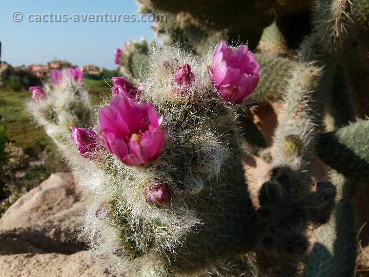 Opuntia pilifera P1020879