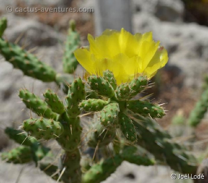 Opuntia pubescens DSC 1077