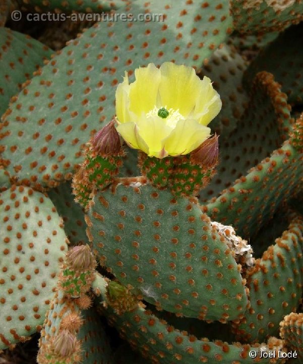 Opuntia rufida P1110052