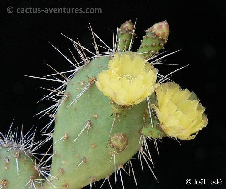 Opuntia salvadorensis P1160255