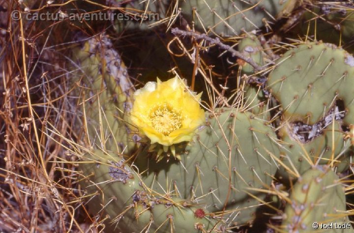 Opuntia tapona BC84-0097