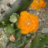 Opuntia anacantha (pad - raquette)