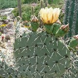 Opuntia engelmannii (pad - raquette)