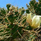 Opuntia infesta PLL (Peru) MCA