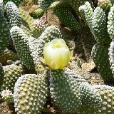 Opuntia microdasys v. albispina