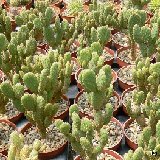 Opuntia microdasys v. globosa