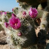 Opuntia pilifera (pad - raquette)