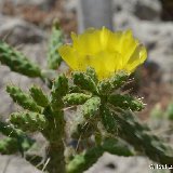 Opuntia pubescens MCA