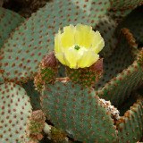 Opuntia rufida (pad-raquette)