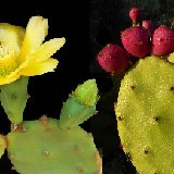 Opuntia stricta (inermis) (pad - raquette)