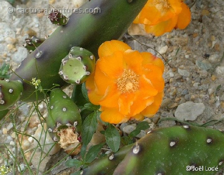 Opuntia anacantha ©JLcoll.3543