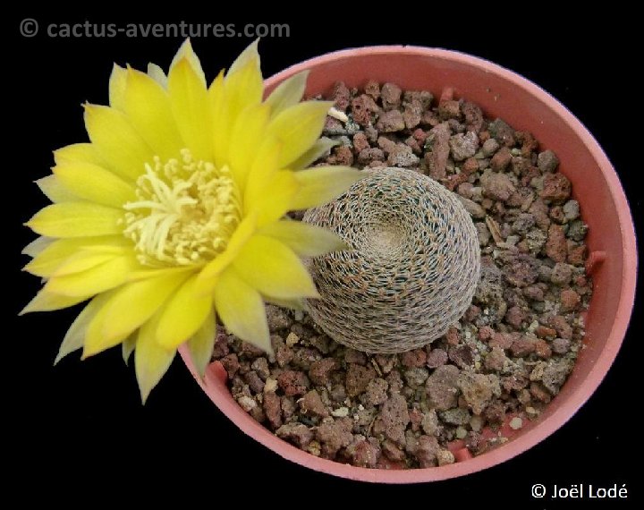 Reicheocactus pseudoreicheanus FR459 P1120562