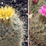 Thelocactus conothelos (fl. variable)