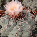 Thelocactus hexaedrophorus lloydii 15-20 years old (available 10.5-12cm and 12-14cm Ø)